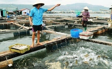 Chứng nhận VietGAP thủy sản